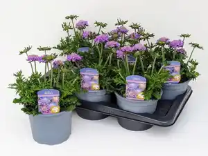 Frühlingspflanzen "Spring Pink" Tauben-Scabiose 17 cm Topf