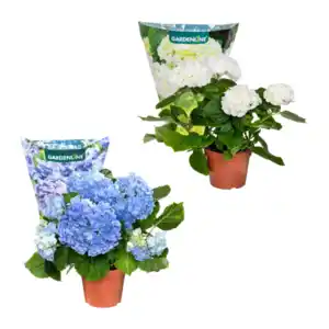 GARDENLINE Hortensie