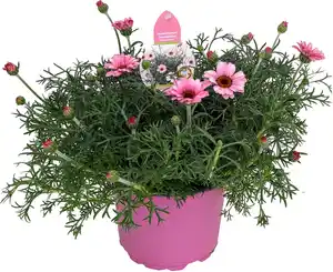 Frühlingspflanzen "Spring Pink" Marokko Margerite Leucanthemum African Rose 17 cm Topf