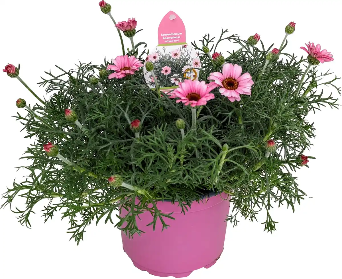 Bild 1 von Frühlingspflanzen "Spring Pink" Marokko Margerite Leucanthemum African Rose 17 cm Topf