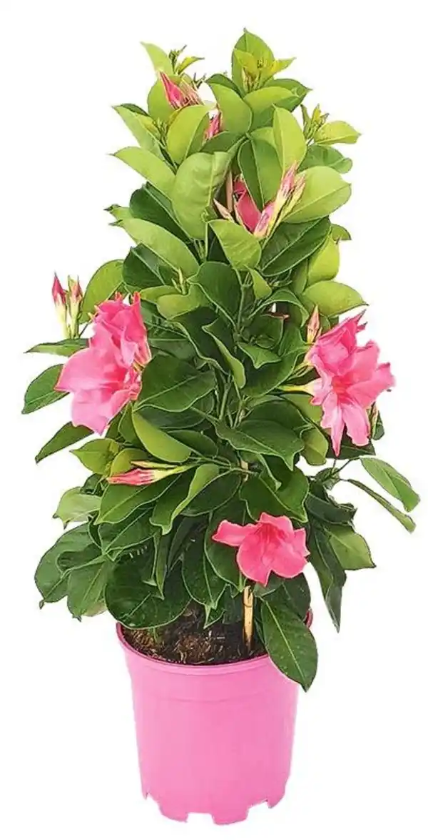 Bild 3 von Mandevilla