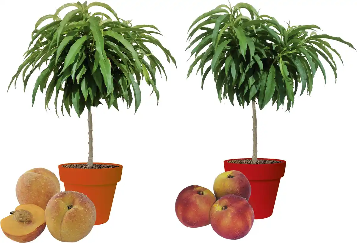 Bild 1 von Zwergobst in Sorten Nektarine oder Pfirsich H 70-100 cm, 5 Liter Container