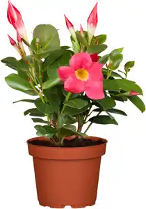 Mandevilla
