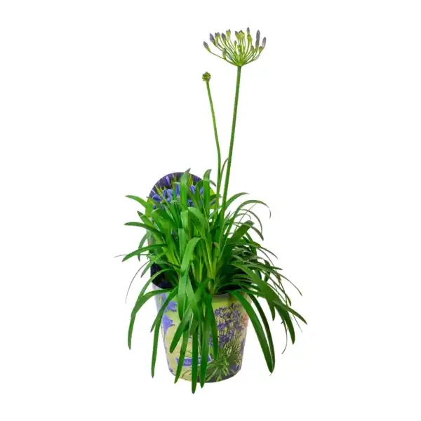 Bild 2 von GARDENLINE Schmucklilie „Summer Love“