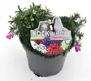 Bild 1 von Staudenmix Combo Rocks Trio 15 cm Topf