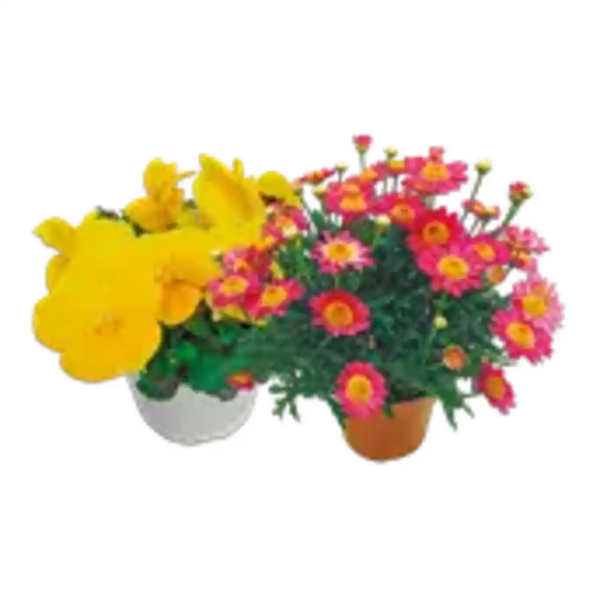 Bild 1 von Frühlings-Mix, Hornveilchen, Margeriten oder Nelken