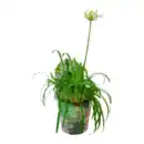 Bild 4 von GARDENLINE Schmucklilie „Summer Love“