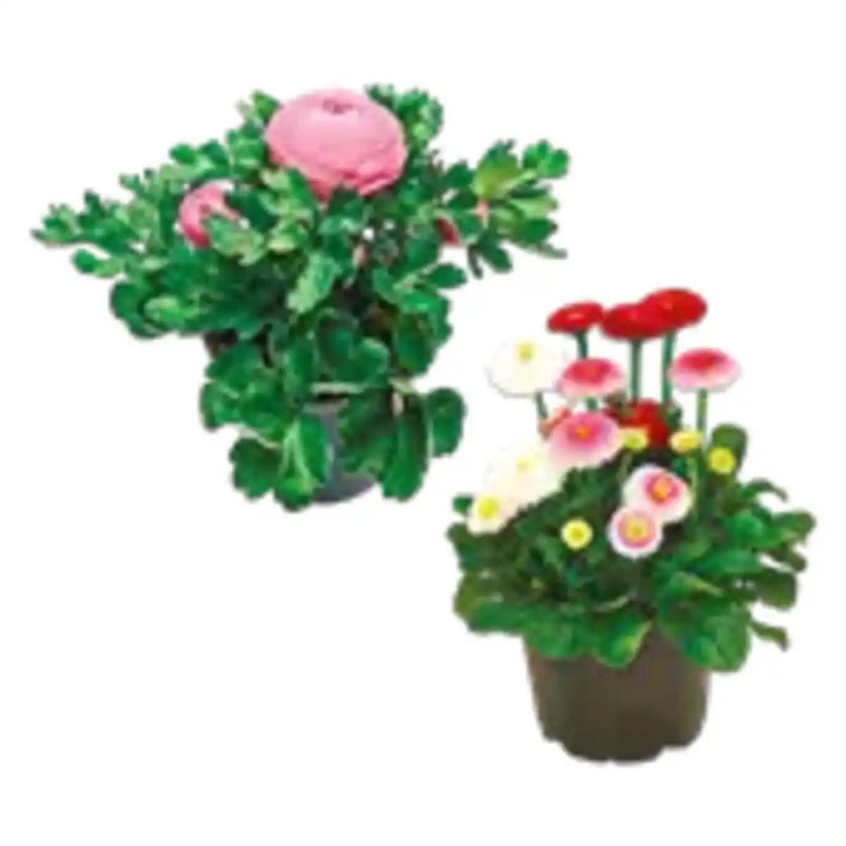 Bild 1 von Ranunkeln oder Bellis Trio