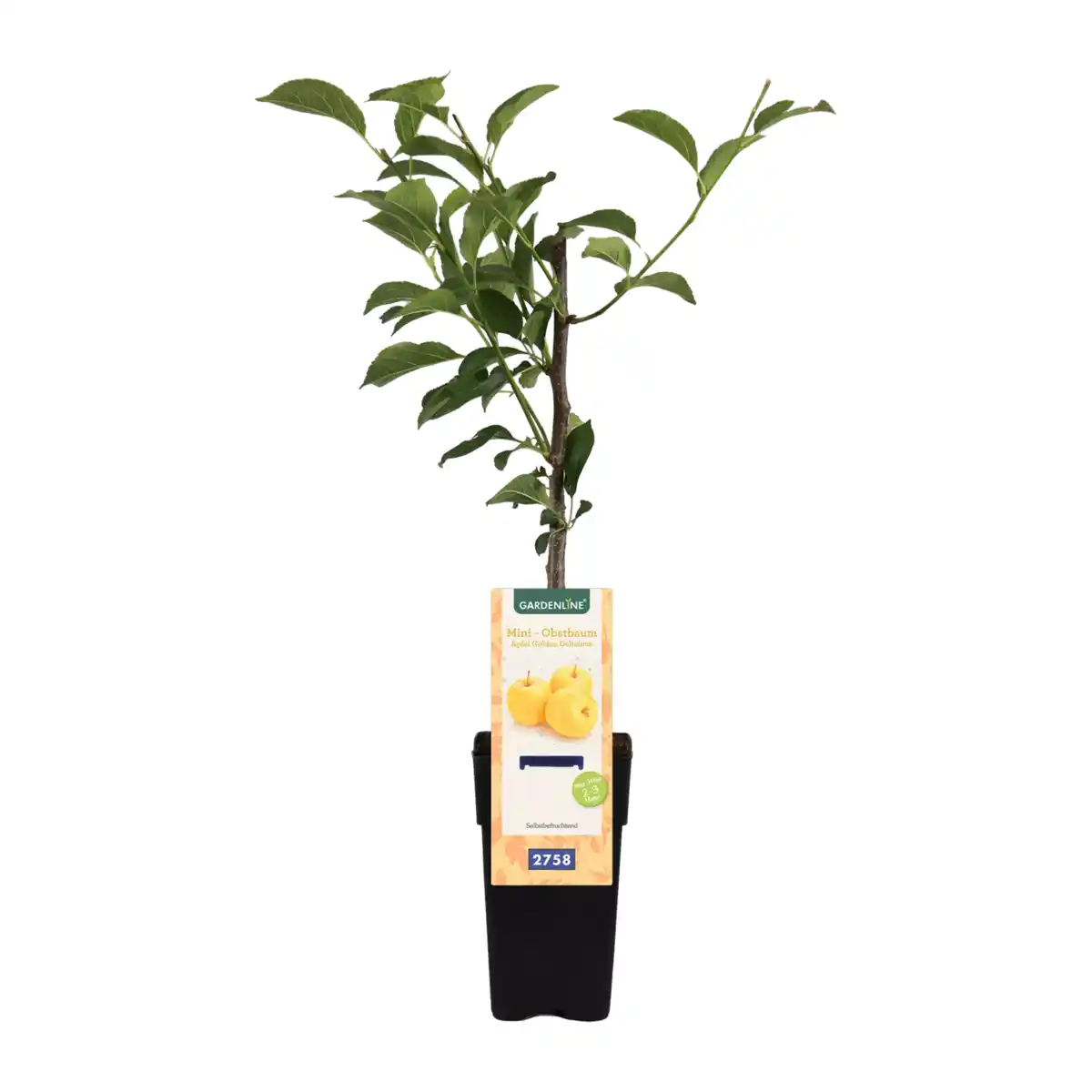 Bild 2 von GARDENLINE Mini-Obstbaum