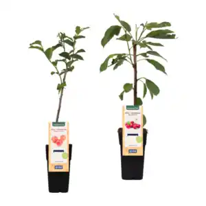 GARDENLINE Mini-Obstbaum