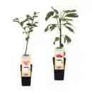 Bild 1 von GARDENLINE Mini-Obstbaum