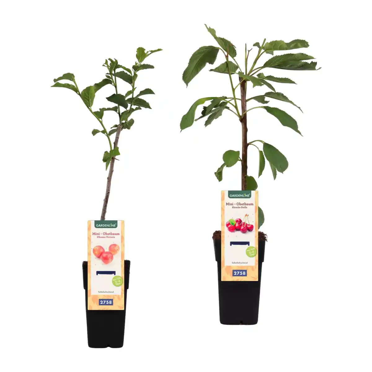 Bild 1 von GARDENLINE Mini-Obstbaum