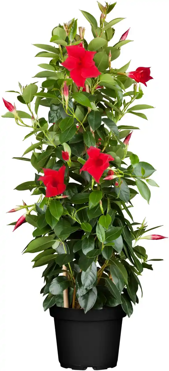 Bild 1 von Mandevilla