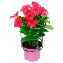 Bild 2 von Mandevilla