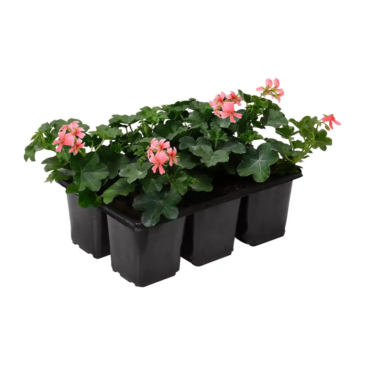 Bild 4 von GARDENLINE Geranien / Fuchsien