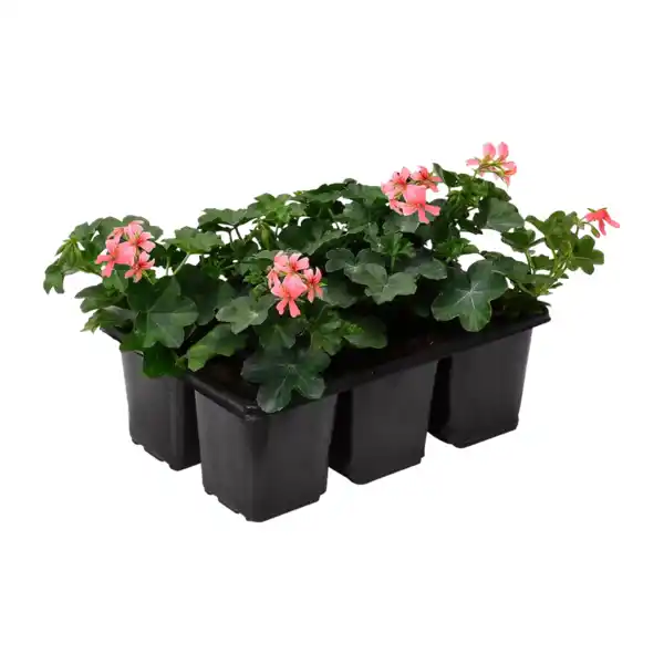 Bild 4 von GARDENLINE Geranien / Fuchsien