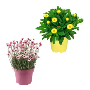 GARDENLINE Italienischer Blühmix