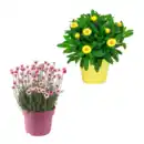 Bild 1 von GARDENLINE Italienischer Blühmix