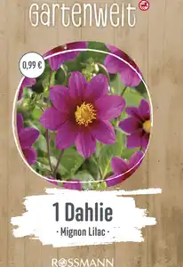 GARTENWELT Dahlie Mignon-Lilac