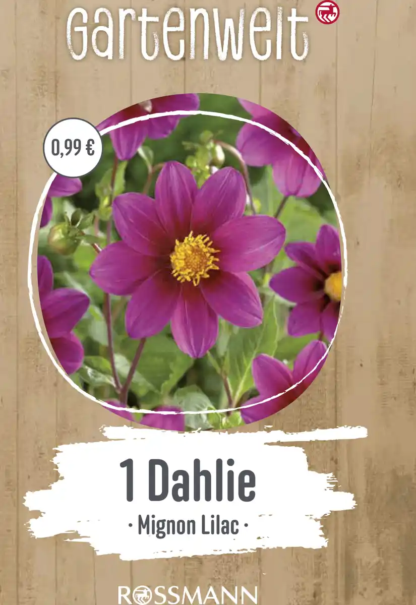 Bild 1 von GARTENWELT Dahlie Mignon-Lilac