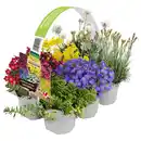 Bild 1 von GARDENLINE Stauden Mix 6er-Tray