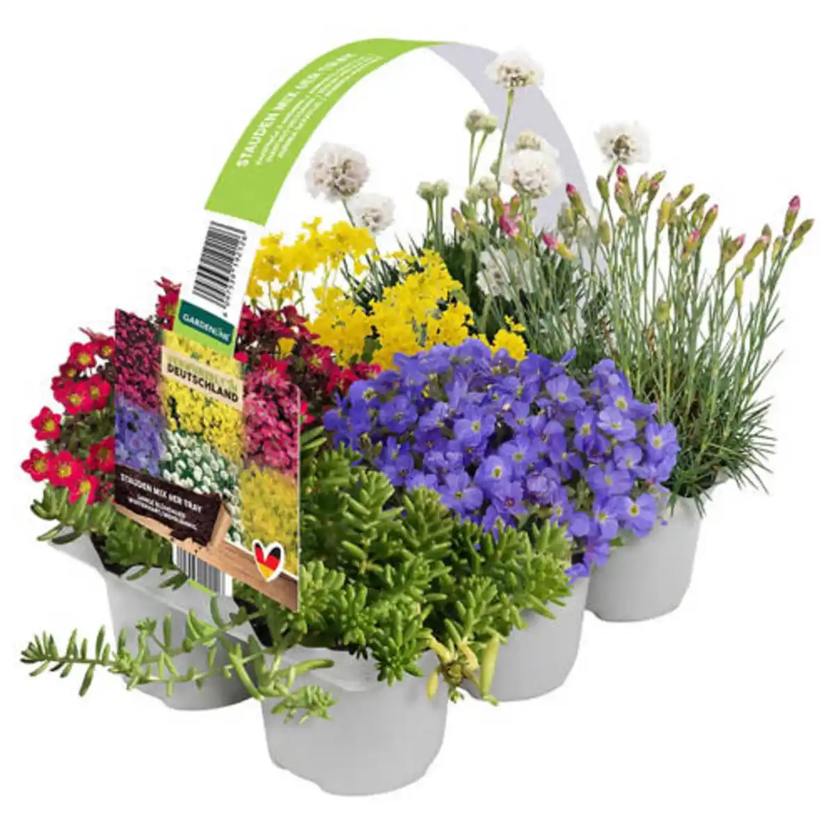 Bild 1 von GARDENLINE Stauden Mix 6er-Tray