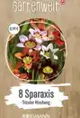 Bild 1 von GARTENWELT Sparaxis Tricolor-Mischung