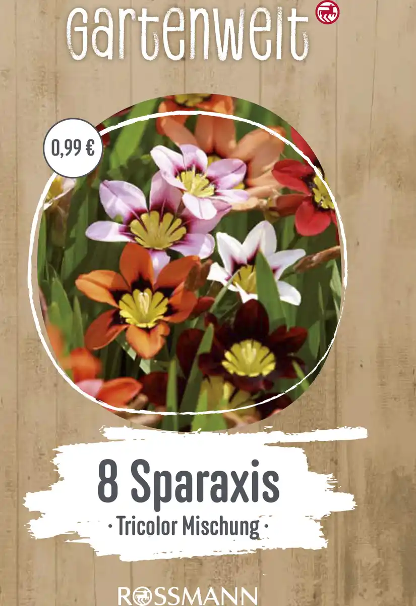 Bild 1 von GARTENWELT Sparaxis Tricolor-Mischung