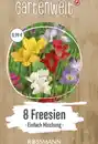 Bild 1 von GARTENWELT Freesien Einfache Mischung