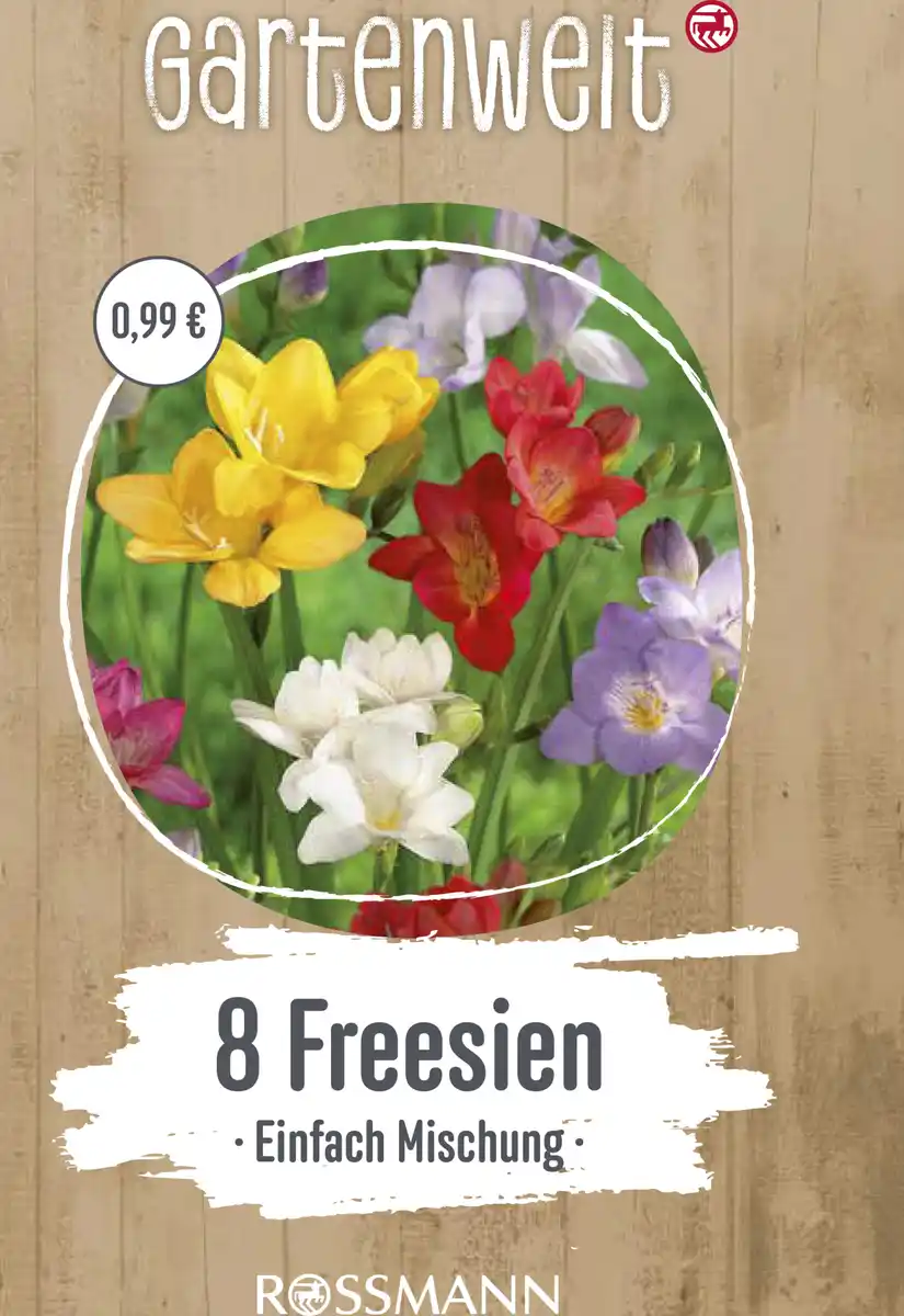 Bild 1 von GARTENWELT Freesien Einfache Mischung
