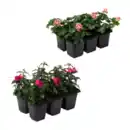 Bild 1 von GARDENLINE Geranien / Fuchsien