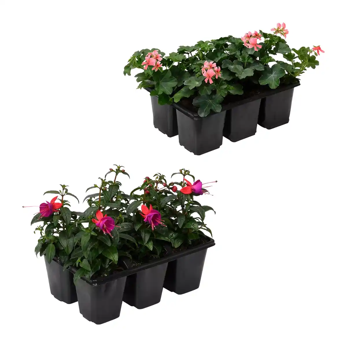 Bild 1 von GARDENLINE Geranien / Fuchsien