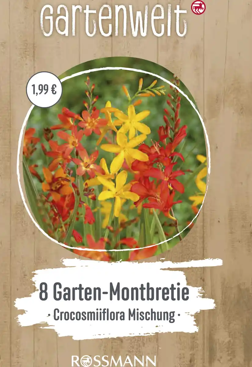 Bild 1 von GARTENWELT Crocosmia Mischung