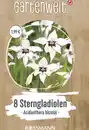 Bild 1 von GARTENWELT Abbessinische Gladiolen