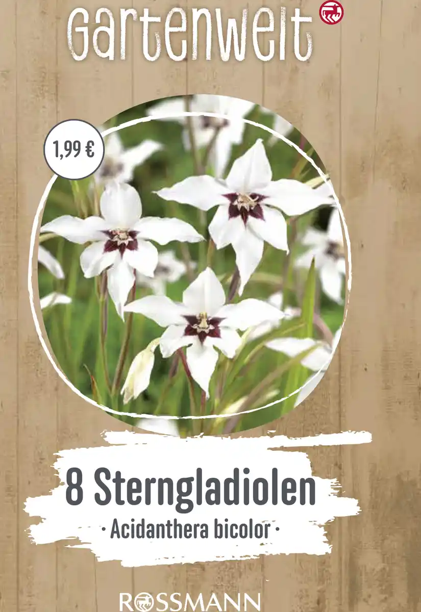 Bild 1 von GARTENWELT Abbessinische Gladiolen