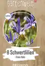 Bild 1 von GARTENWELT Holländische Schwertlilien Iris