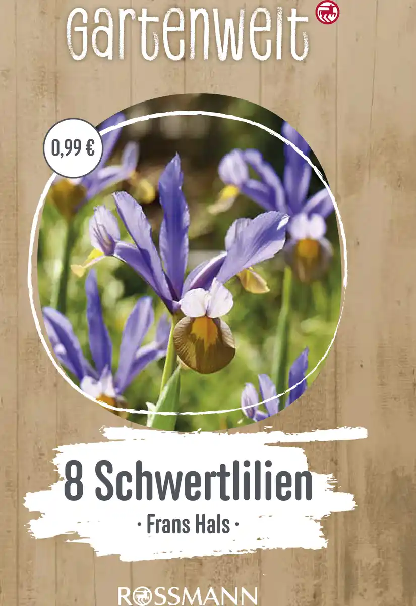 Bild 1 von GARTENWELT Holländische Schwertlilien Iris