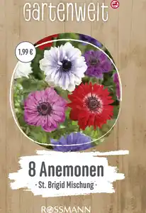 GARTENWELT Anemonen St. Brigid