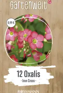 GARTENWELT Oxalis Iron Cross