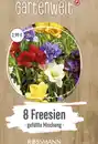 Bild 1 von GARTENWELT Freesien gefüllte Mischung