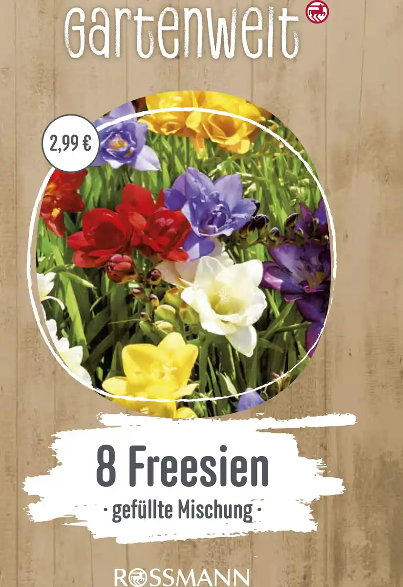 Bild 1 von GARTENWELT Freesien gefüllte Mischung