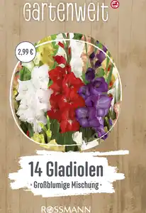GARTENWELT Gladiolen Mischung