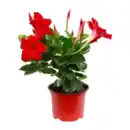 Bild 3 von GARDENLINE Dipladenia