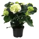 Bild 1 von GARDENLINE Hortensien Busch, weiß