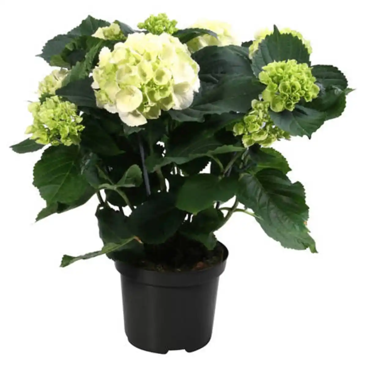 Bild 1 von GARDENLINE Hortensien Busch, weiß