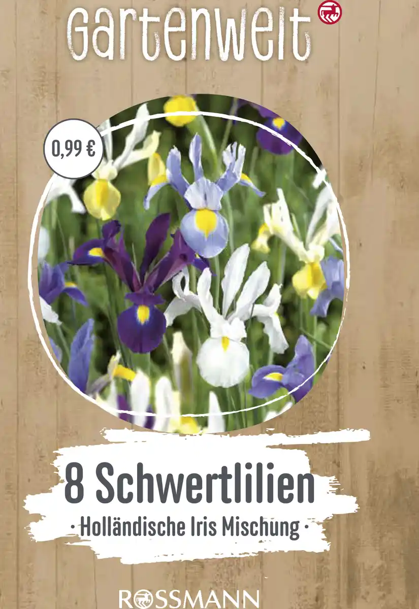 Bild 1 von GARTENWELT Holländische Schwertlilie Hollandica-Mischung