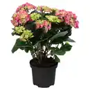 Bild 1 von GARDENLINE Hortensien Busch, rosa