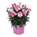 Bild 4 von GARDENLINE Italienischer Blühmix