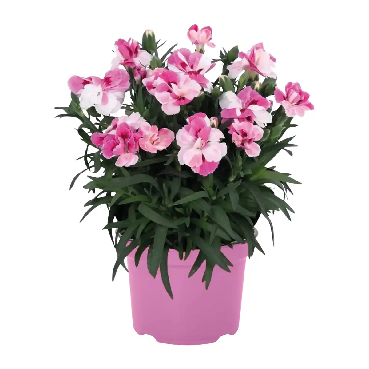 Bild 4 von GARDENLINE Italienischer Blühmix