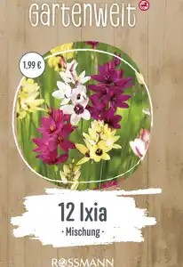 GARTENWELT Ixia Mischung
